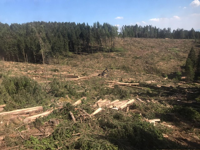 Das Bild zeigt einen vom Borkenkäfer geschädigten Fichtenbestand im Forstamt Riefensbeek im Jahr 2021